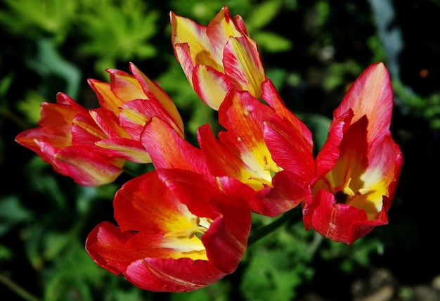 Disparo de enfoque selectivo de las flores de tulipán de Sprenger que florecen en la isla de Mainau