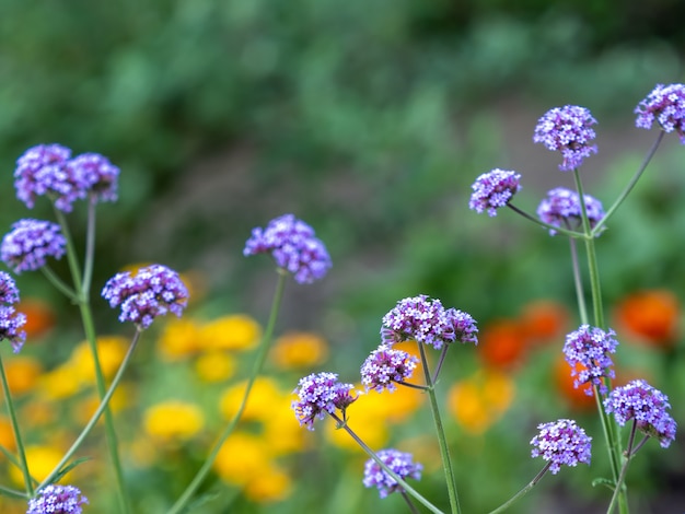 Disparo de enfoque selectivo de flores de verbena en el campo