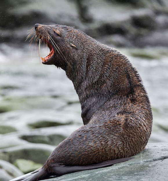 Disparo de enfoque selectivo de una foca con la boca abierta sobre una piedra en la Antártida