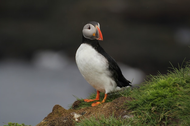 Disparo de enfoque selectivo de un frailecillo en Islandia