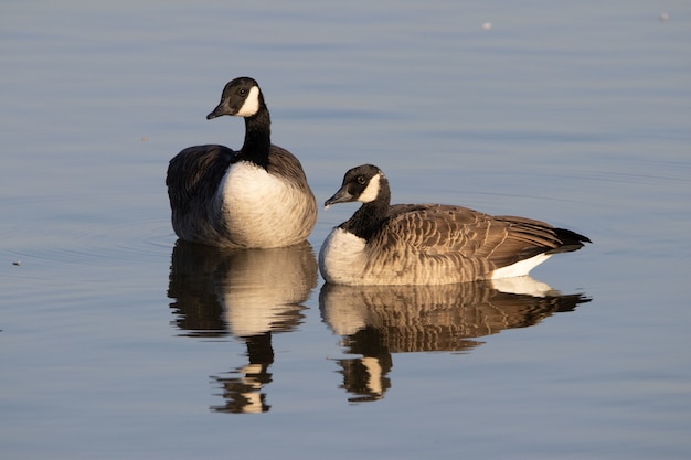 Disparo de enfoque selectivo de gansos canadienses flotando en un estanque