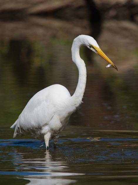 Disparo de enfoque selectivo de una garza en el agua