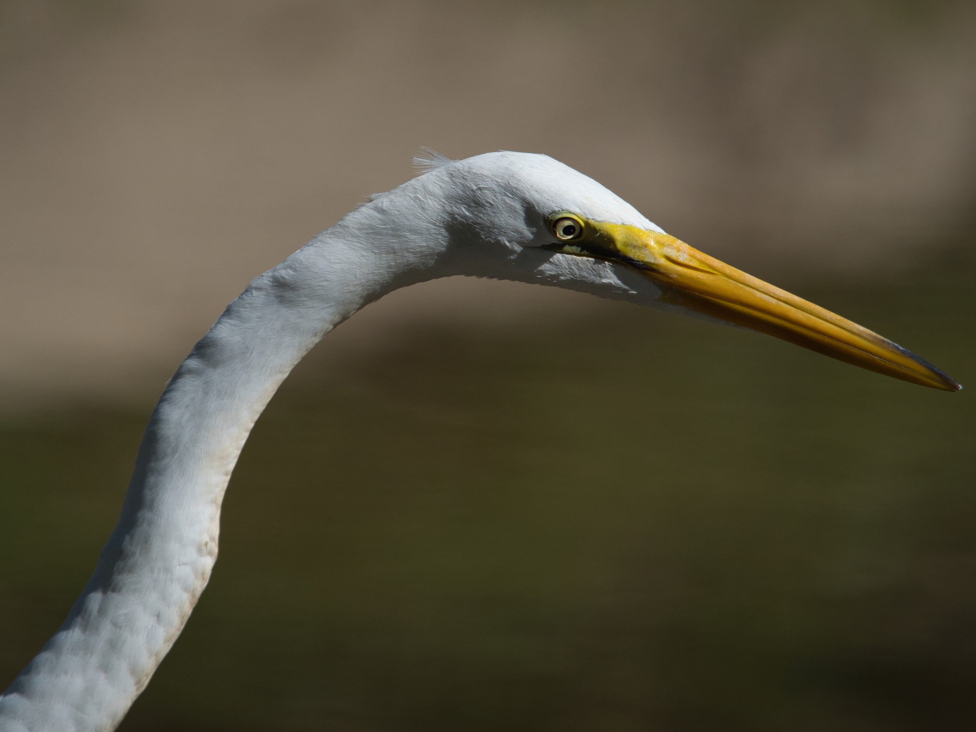 Disparo de enfoque selectivo de una garza en el agua