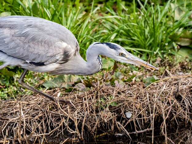 Disparo de enfoque selectivo de una garza real asiática a orillas del lago en el bosque de Izumi en Yamato, Japón