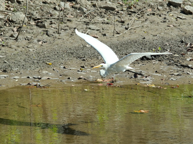 Disparo de enfoque selectivo de una garza volando sobre el agua