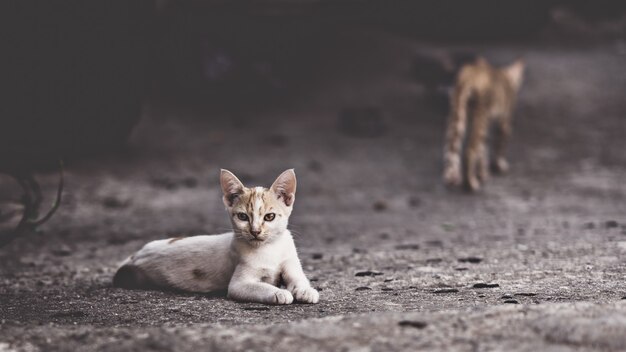 Disparo de enfoque selectivo de un gato callejero tirado en el suelo