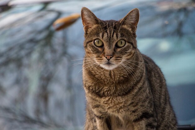 Disparo de enfoque selectivo de un gato marrón posando para la cámara