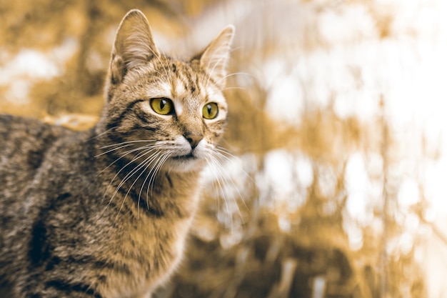 Disparo de enfoque selectivo de gato marrón con una superficie bokeh