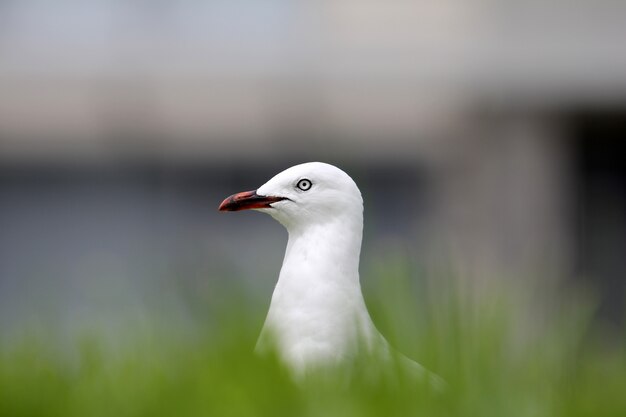 Disparo de enfoque selectivo de una gaviota argéntea blanca rodeada de hierba con un fondo borroso