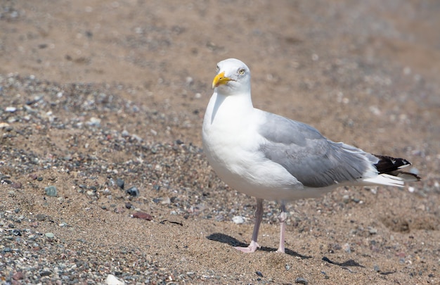 Disparo de enfoque selectivo de una gaviota blanca caminando sobre una playa de arena