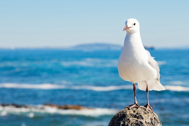 Disparo de enfoque selectivo de una gaviota blanca en una piedra