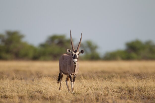 Disparo de enfoque selectivo de un gemsbok caminando en un campo de hierba seca mientras mira hacia