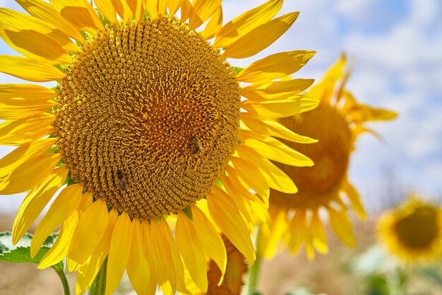 Disparo de enfoque selectivo de girasoles en el campo