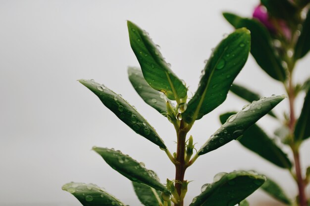 Disparo de enfoque selectivo de gotas de rocío en una Camellia sinensis utilizada para hacer té