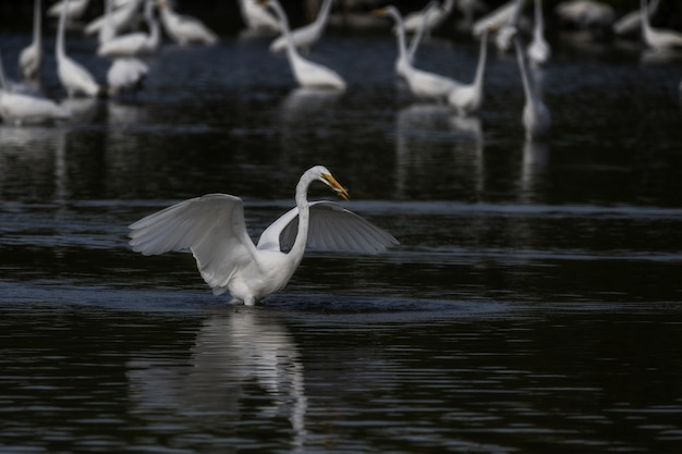 Disparo de enfoque selectivo de una gran garceta blanca extendiendo sus alas en el lago