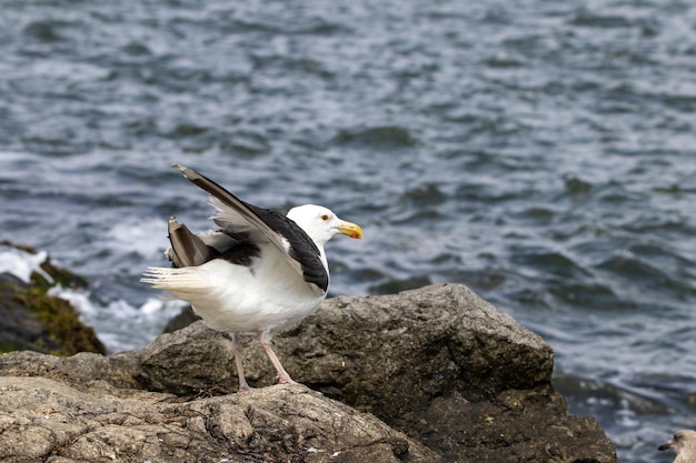 Disparo de enfoque selectivo de una gran gaviota de lomo negro preparándose para volar sobre una roca junto al océano