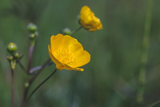 Disparo de enfoque selectivo de una hermosa flor amarilla en un campo capturado en un día soleado