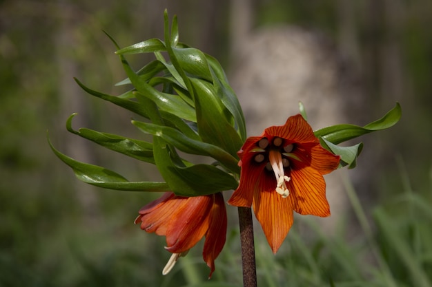 Disparo de enfoque selectivo de una hermosa flor imperial de la corona