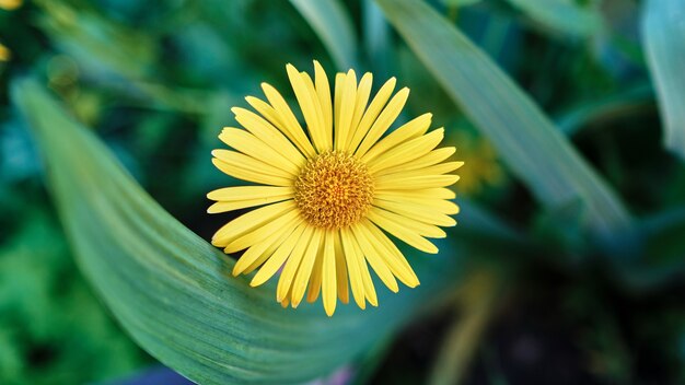 Disparo de enfoque selectivo de una hermosa flor de margarita amarilla capturada en un jardín