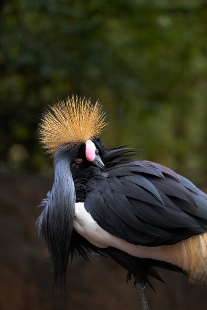 Disparo de enfoque selectivo de una hermosa grulla coronada negra en un zoológico