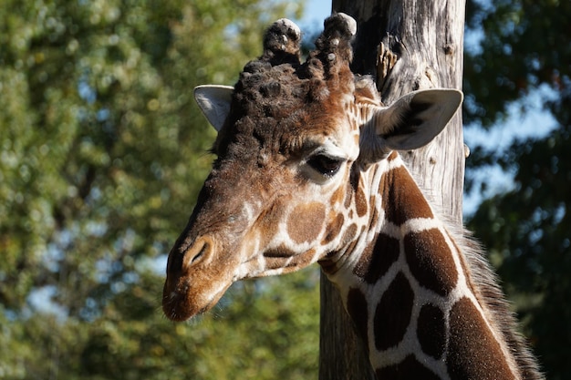 Disparo de enfoque selectivo de una hermosa jirafa en el fondo de la naturaleza