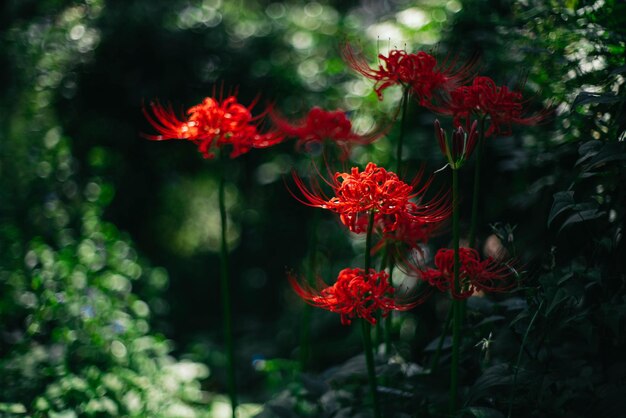Disparo de enfoque selectivo de la hermosa Lycoris radiata también conocida como la flor de lirio de araña roja en el jardín