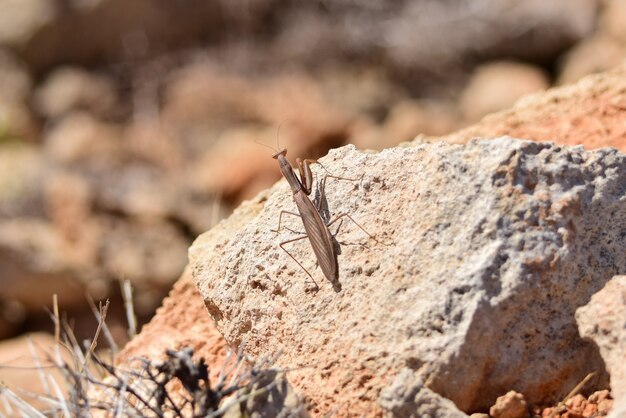 Disparo de enfoque selectivo de una hermosa mantis religiosa europea sobre una roca arenosa