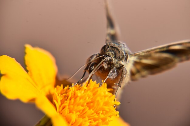 Disparo de enfoque selectivo de una hermosa mariposa encaramada en flor amarilla brillante