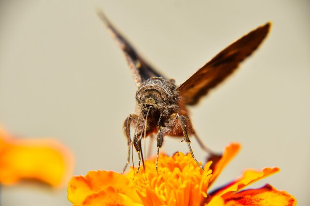 Disparo de enfoque selectivo de una hermosa mariposa encaramado en flor amarilla brillante