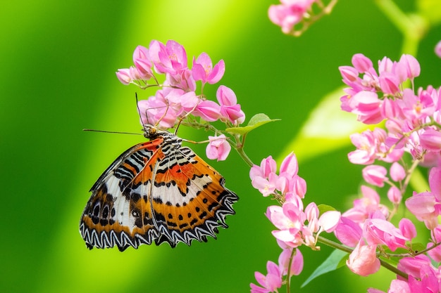 Disparo de enfoque selectivo de una hermosa mariposa sentada en una rama con pequeñas flores rosadas