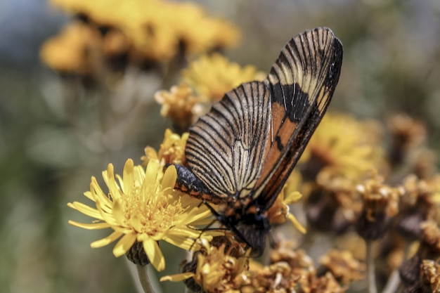 Disparo de enfoque selectivo de una hermosa mariposa sobre las flores amarillas