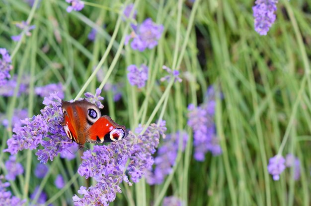 Disparo de enfoque selectivo de una hermosa mariposa sobre flores de lavanda