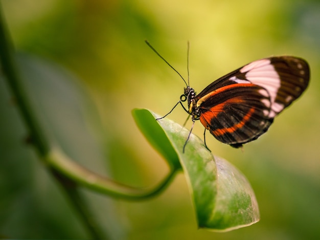 Disparo de enfoque selectivo de una hermosa mariposa sobre una hoja verde