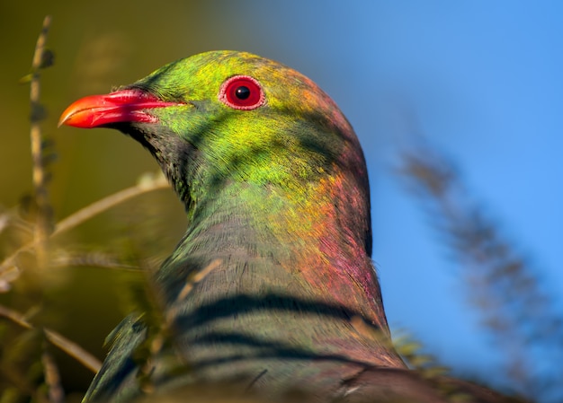 Foto gratuita disparo de enfoque selectivo de una hermosa paloma en nueva zelanda