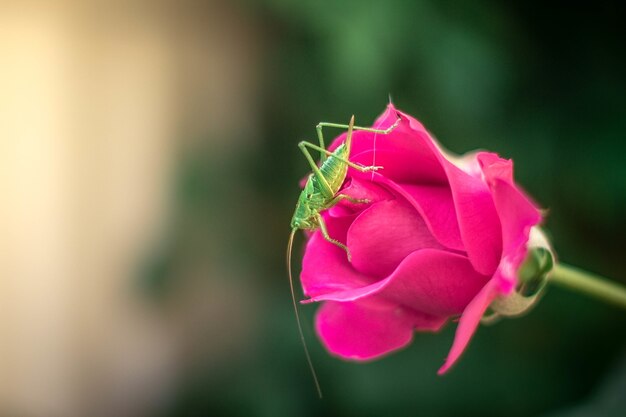 Disparo de enfoque selectivo de una hermosa rosa rosa en un campo con un insecto verde en él