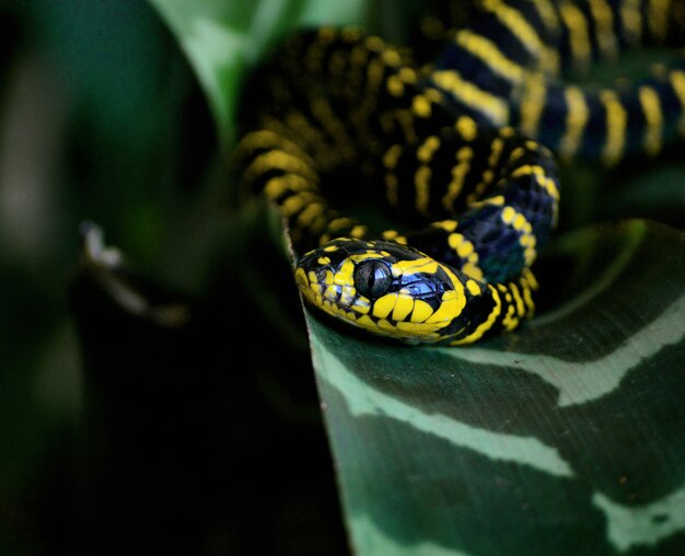 Disparo de enfoque selectivo de una hermosa serpiente de androfilia Boiga en una hoja verde