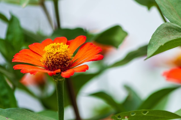 Disparo de enfoque selectivo de una hermosa Zinnia Elegans creciendo en medio de un bosque