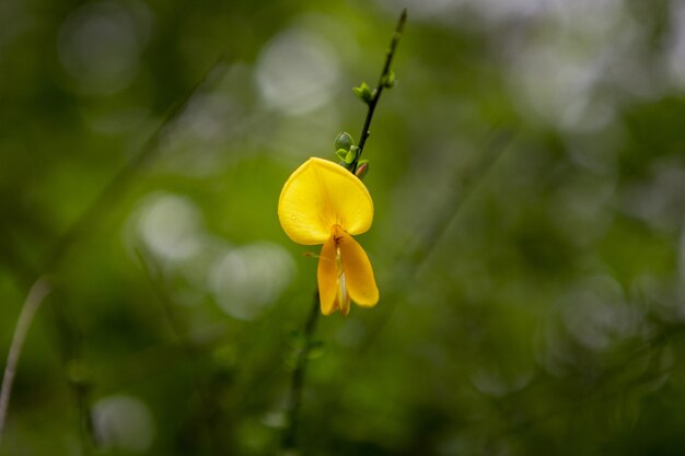 Disparo de enfoque selectivo de hermosas flores amarillas en un bosque