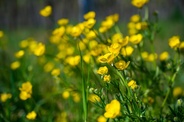 Disparo de enfoque selectivo de hermosas flores amarillas en un campo cubierto de hierba