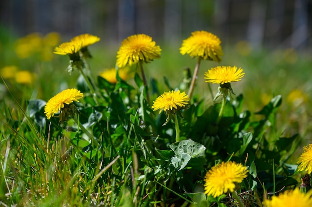 Disparo de enfoque selectivo de hermosas flores amarillas en un campo cubierto de hierba