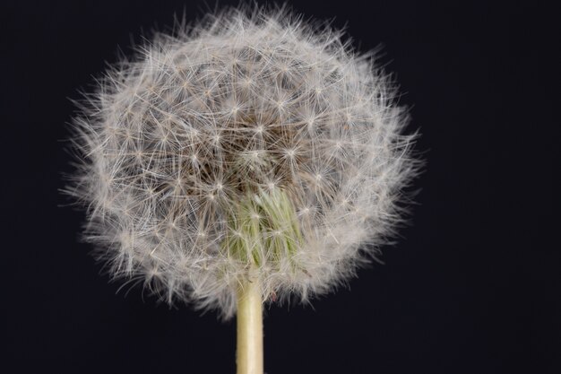 Disparo de enfoque selectivo de un hermoso diente de León