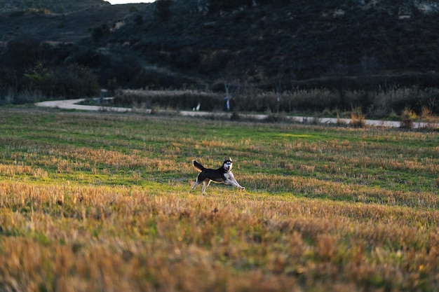 Disparo de enfoque selectivo de un hermoso Husky siberiano en el campo