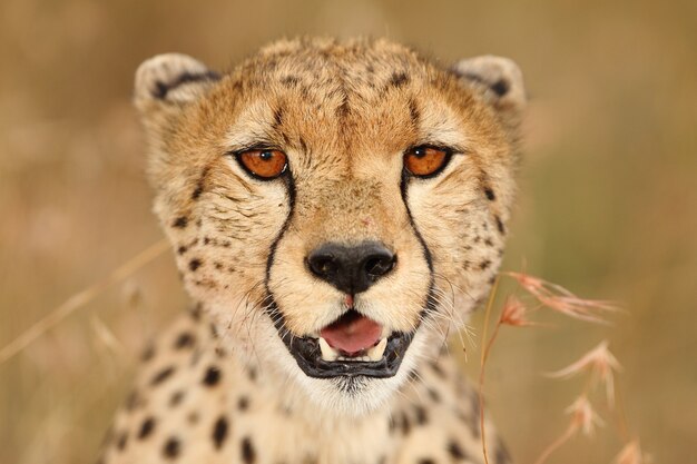 Disparo de enfoque selectivo de un hermoso leopardo africano en los campos cubiertos de hierba