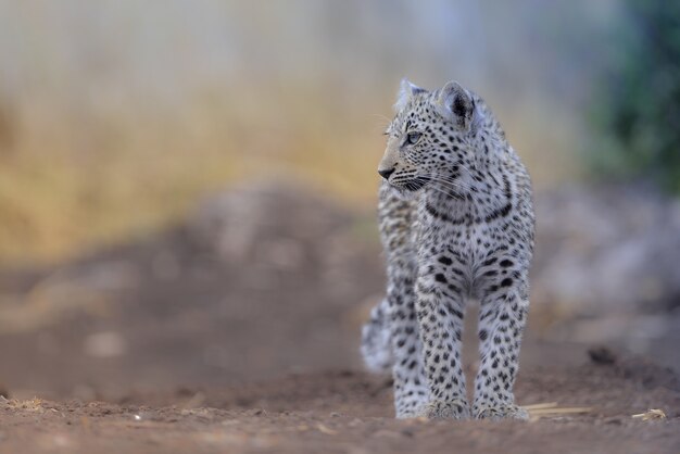 Disparo de enfoque selectivo de un hermoso leopardo de las nieves