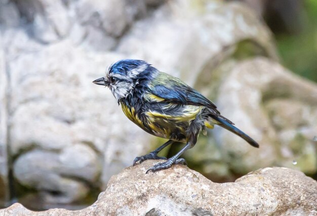 Disparo de enfoque selectivo de un hermoso pájaro encaramado