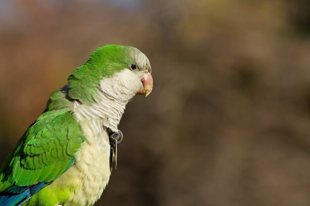 Disparo de enfoque selectivo de un hermoso pájaro periquito monje