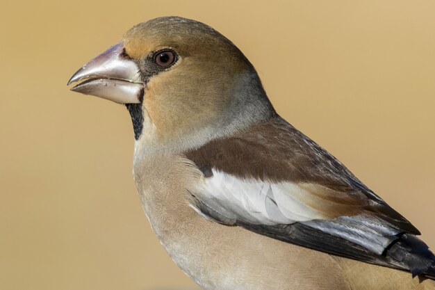 Disparo de enfoque selectivo de un hermoso pájaro en la rama de un árbol con un espacio borroso