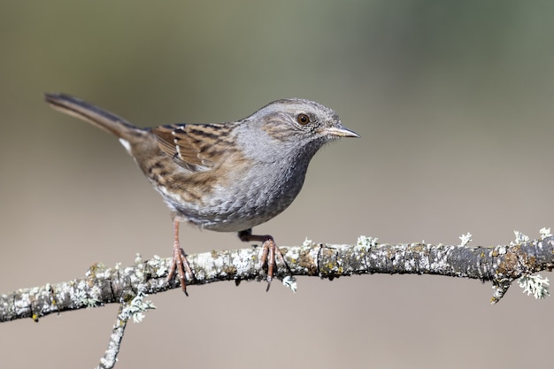 Disparo de enfoque selectivo de un hermoso pájaro en la rama de un árbol