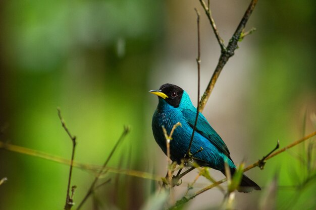 Disparo de enfoque selectivo de un hermoso pájaro verde honeycreeper posado en una rama