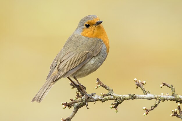 Disparo de enfoque selectivo de un hermoso petirrojo europeo en el bosque